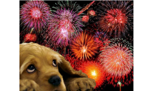 How to Protect Your Dog from Fireworks on the Night of the Resurrection